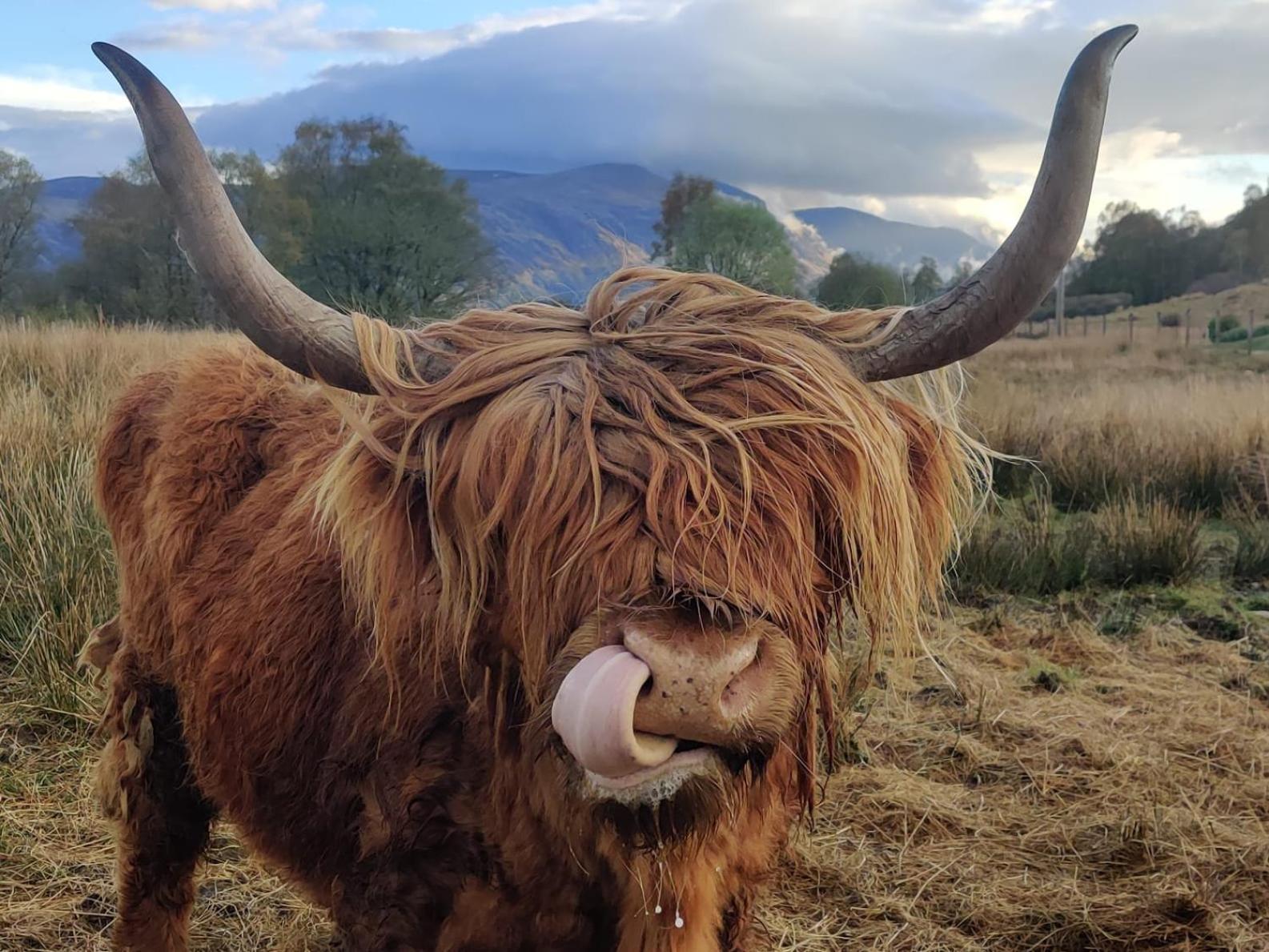 Springburn Farmhouse Spean Bridge Exteriér fotografie